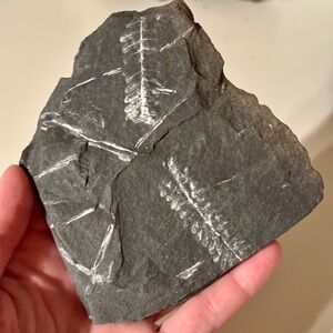 🌿 Authentic Carboniferous Fern Frond Fossil in Shale